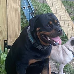 Ziva - Rottweiler