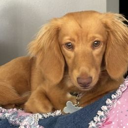 Goldie - Dachshund