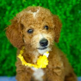 Autumn - Parti female Goldendoodle puppy in Brandon, Florida from Murphys Doodles