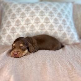 Chocolate and cream boy - Chocolate and cream male Dachshund puppy in Beaver, Pennsylvania from Meaden’s Mini Dachshunds