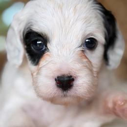 October - Tri-color male Cavapoo puppy in Yuciapa, California from AlltheDoodlez_