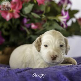 Sleepy - Chalk male Australian Labradoodle puppy in Cashmere, Washington from Mountain Home Doodles