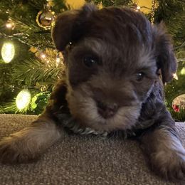 Miniature Schnauzers from Bayou Grande Miniature Schnauzers