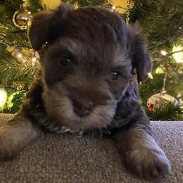 Miniature Schnauzers from Bayou Grande Miniature Schnauzers