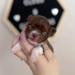 Molly - Chocolate female Chihuahua puppy in Harrison, Michigan from Cloud9 Chihuahuas