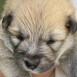 Gambit - Fawn and white male Icelandic Sheepdog puppy in Meadow Bridge, West Virginia from Valhalla Icelandic Sheepdogs