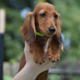 Lime - Dapple male Dachshund puppy in Hebron, Indiana from MCS Dachshunds