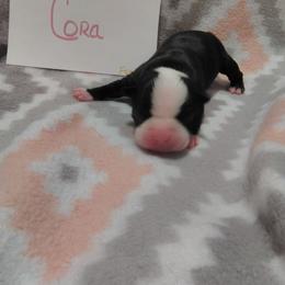 Cora - Black and white female Boston Terrier puppy in Headland, Alabama from Crystal Carlisle's Boston Terriers