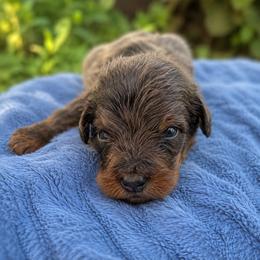 Mr. Tumnus - Brown male Bernedoodle puppy in Travelers Rest, South Carolina from Bernedoodle.do