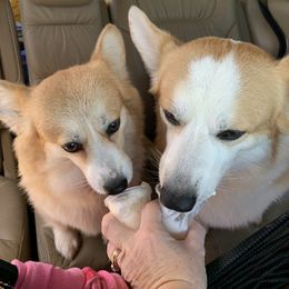 Pembroke Welsh Corgi Puppies from Her Royal Corgi