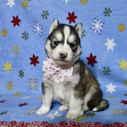 Flora(S6) - Gray and white female Siberian Husky puppy in Lunenburg, Vermont from SNOW WOOLY HUSKY