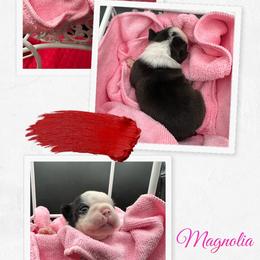 Magnolia - Seal and white female Boston Terrier puppy in Jacksonville, Florida from Trail’s End Boston Terriers