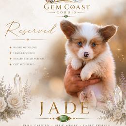 Jade - Blue merle and white female American Corgi puppy in Mariposa, California from Gem Coast Corgis