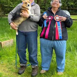 Pembroke Welsh Corgi Puppies from Outlands Corgis
