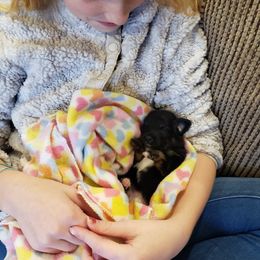 Toy Australian Shepherd Puppies from Reflections of Star Crest Kennel