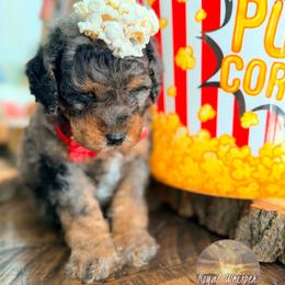 Yoda - Merle male Bernedoodle puppy in Payson, Utah from All Around Royalty & Royal Whisper Companions