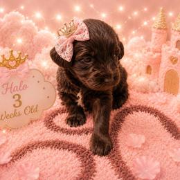 Halo - Brown female Schnoodle puppy in Demorest, Georgia from Royal Puppypoo Playhouse