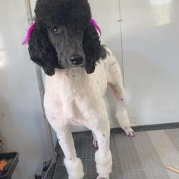 Coco - Poodle