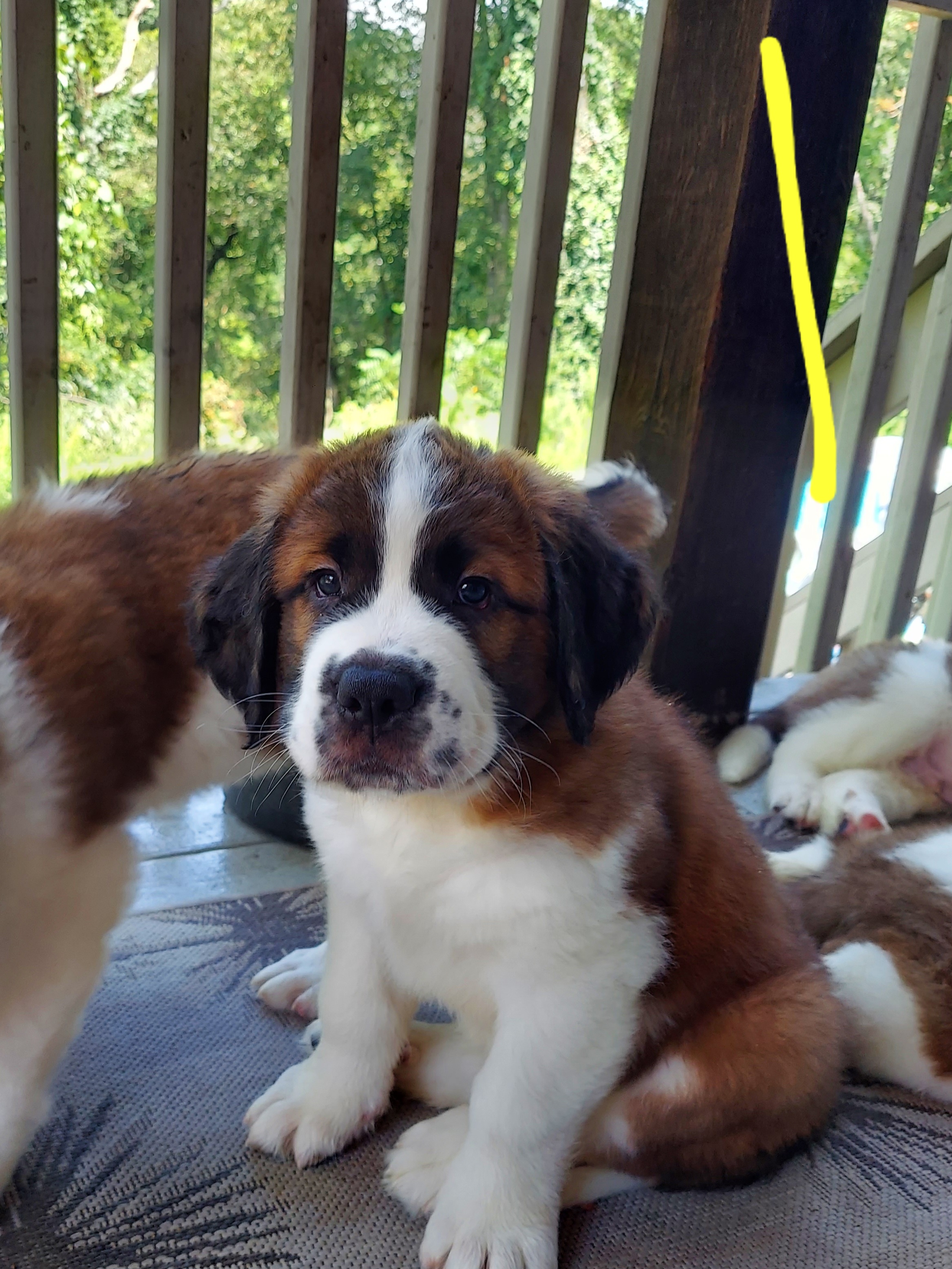 Yellow - Boy 3 - Brown and white Saint Bernard puppy in Lower  Burrell, Pennsylvania from Fizzy Saints