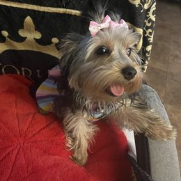 Yorkshire Terrier Puppies from Joy Riley's Yorkies