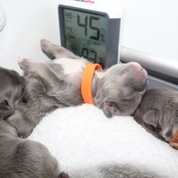 French Bulldog Puppies from Floofie Frenchies