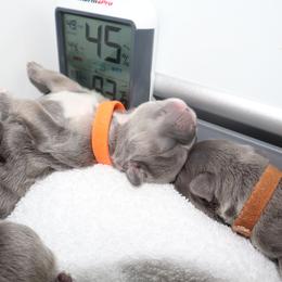 French Bulldog Puppies from Floofie Frenchies