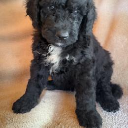 Hank - Black and white male Bernedoodle puppy in Grant City, Missouri from Timberline Paws