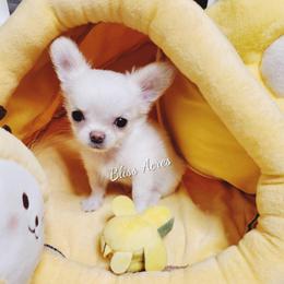 Lennon - Cream and white male Chihuahua puppy in Ponca City, Oklahoma from Bliss Acres Farm