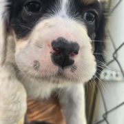Baby - Blue belton and tan (tri-color) female English Setter puppy in Morrice, Michigan from Wild Bird Setters