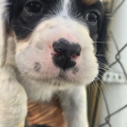 Baby - Blue belton and tan (tri-color) female English Setter puppy in Morrice, Michigan from Wild Bird Setters