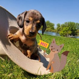 "Daisy sys "Hi" from Doxie Lakes" Dachshund Puppies from Doxie Lakes
