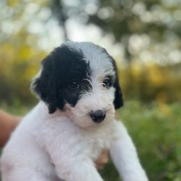Magnolia - Black and white female Sheepadoodle puppy in Fayette, Alabama from Luxapallila Sheepadoodles
