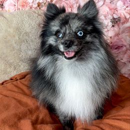 Queso - Pomeranian