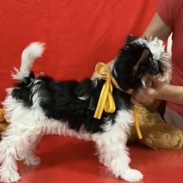 Gracie - Biewer Terrier