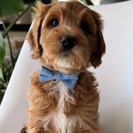 Jenga - Apricot male Goldendoodle puppy in Gilbert, Arizona from DogHouse Doodles