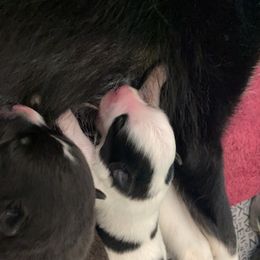 Pomsky Puppies from New Gaia Pomsky