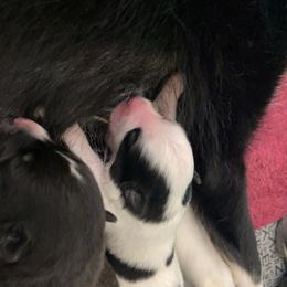 Pomsky Puppies from New Gaia Pomsky