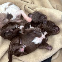 Two brown females 1st pick - female Newfypoo puppy in Brandenburg, Kentucky from Bluegrass River Newfoundlands