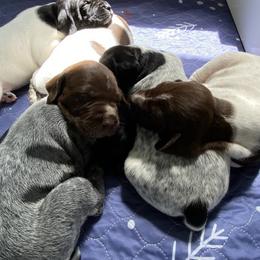 German Shorthaired Pointer Puppies from Thunder Mountain Gun Dogs