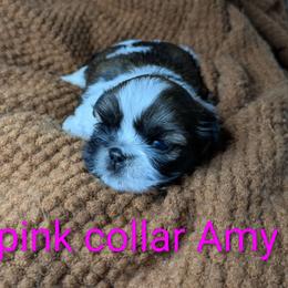 Amy - Black gold and white female Shih Tzu puppy in Clyde, North Carolina from Shawgo Pups