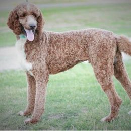 Poodles from Wolf Standard Poodles