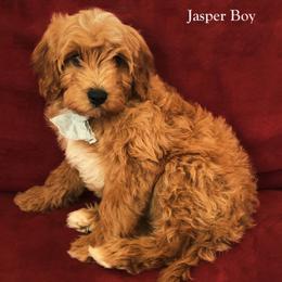 JASPER - male Cavapoochon puppy in Fredericksburg, Ohio from Timshell Farm Specialty Crossbreed Puppies