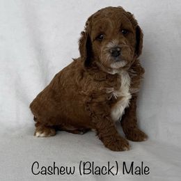 Cashew - Red  male Goldendoodle puppy in De Pere, Wisconsin from Kinzor Kennels