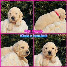 Pink - Golden female Golden Retriever puppy in Harrisburg, North Carolina from Bunn Ranch Goldens & Bernese