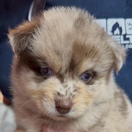 Camaro - Merle male Pomsky puppy in Spring Hill, Florida from PDQ Pomskies