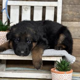 Light Blue - Ying - Black and red male German Shepherd puppy in Iola, Wisconsin from Aus Hütehunde German Shepherds
