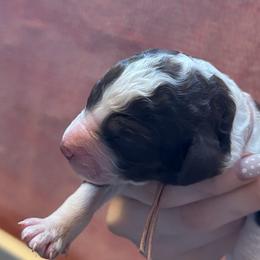 Princess Leia Organa - Parti female Poodle puppy in San Antonio, Texas from Chocolate Pet Connection