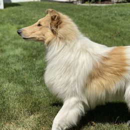Champion - Collie