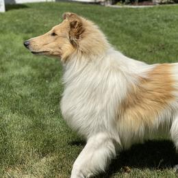 Champion - Collie