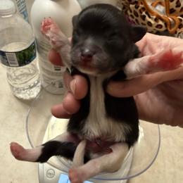 Boy 1 - Tri-colored male Pomeranian puppy in Minooka, Illinois from Sheree’s Pomeranians